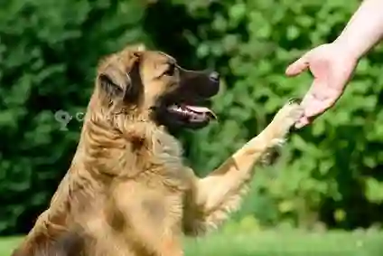 Formation Dressage de Chiens0