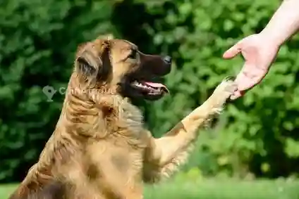Formation Dressage de Chiens - Vue 1