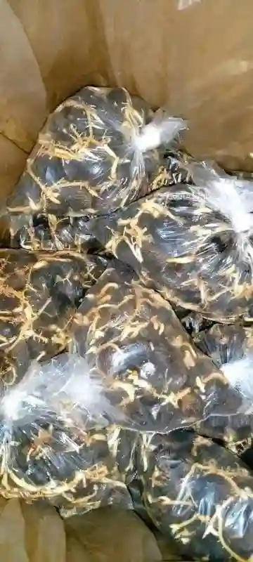 Semences Pregermées de Palmier Sélectionné Tenera f1 - Vue 1