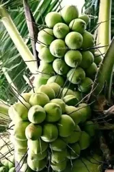Plantes de Cocotier