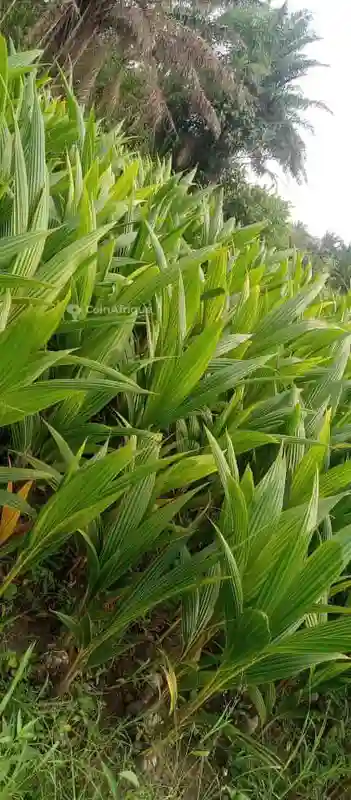 Plantes de Cocotier - Vue 1