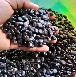 Semences Prégermées de Palmier